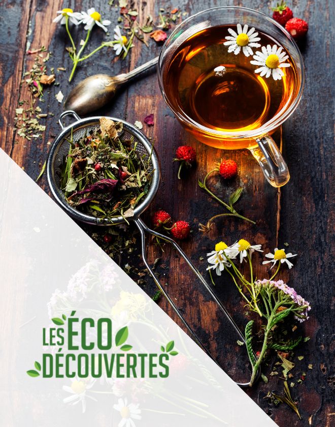 Les Écodécouvertes : Introduction à l'herboristerie potagère