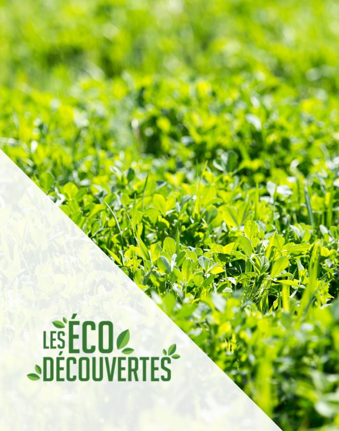 Les Écodécouvertes : Pelouses écologiques et alternatives