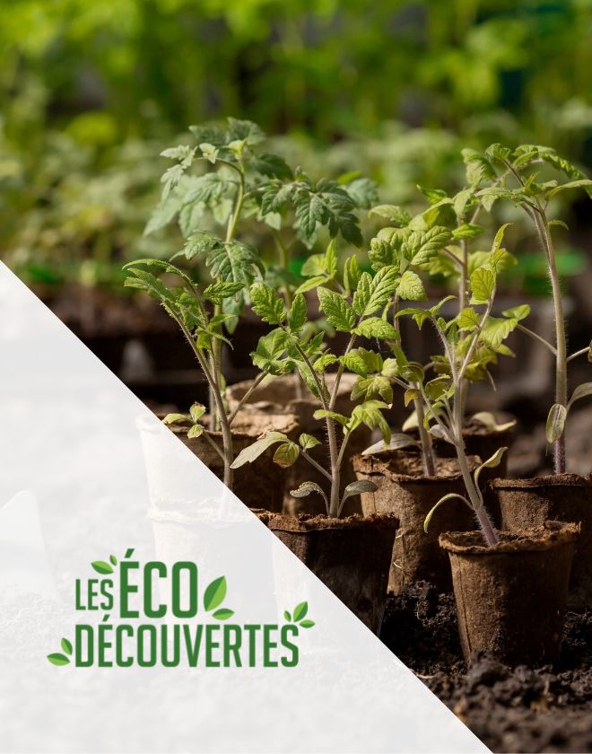 Les Écodécouvertes : Démarrer ses semis, pour un potager à votre image!