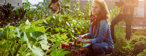 Fonds communautaire Écoprojets : trois organismes bénéficieront d’une aide financière de la Ville pour réaliser leur projet