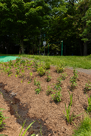 20250604_Parcdessapins_13.jpg (239 KB)