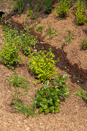 20250604_Parcdessapins_6.jpg (258 KB)